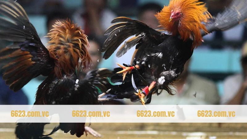 Đá gà trực tiếp và 3 cửa cược chính được áp dụng