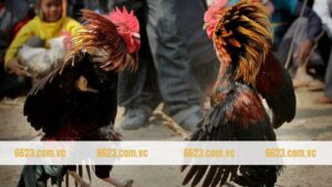 Gà Shamo - Biểu Tượng Của Sự Mạnh Mẽ Và Khí Chất Samurai 