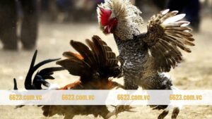 Đá Gà Trực Tiếp - Chinh Phục Màn Đấu Đỉnh Cao Tại 6623