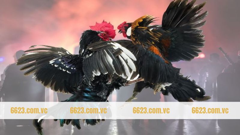 Trải nghiệm đá gà trực tiếp với nhiều ưu đãi khủng