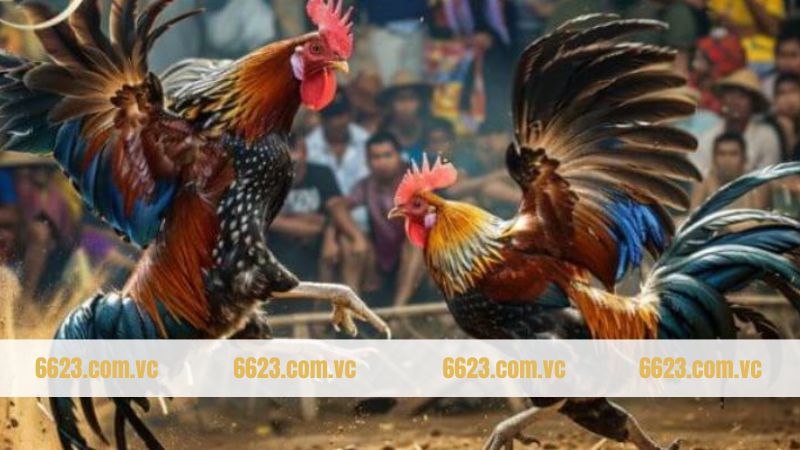 Tóm gọn thông tin về bộ môn chọi kê